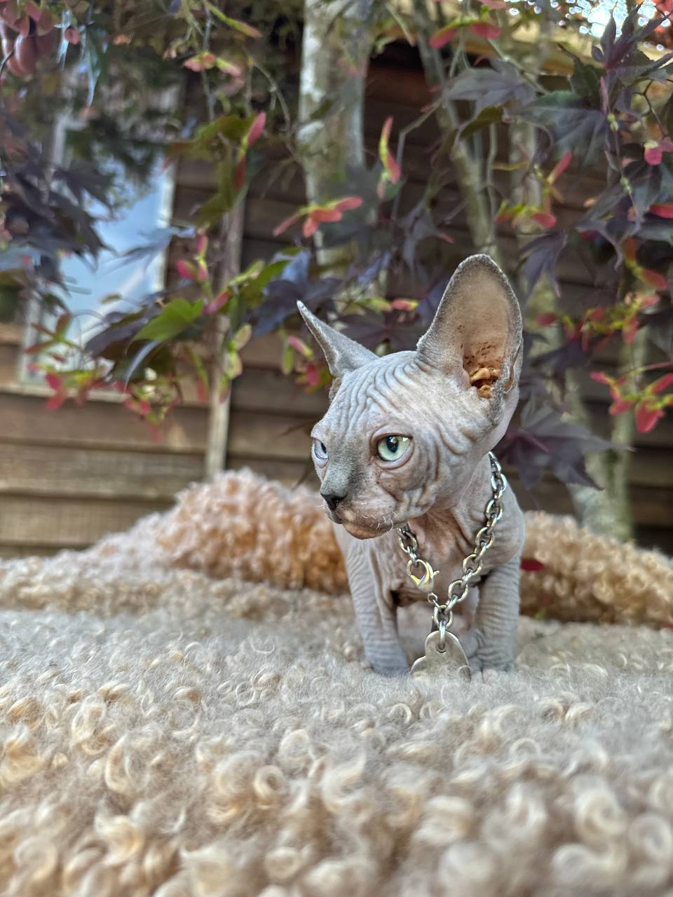 Girl with Odd Eyes