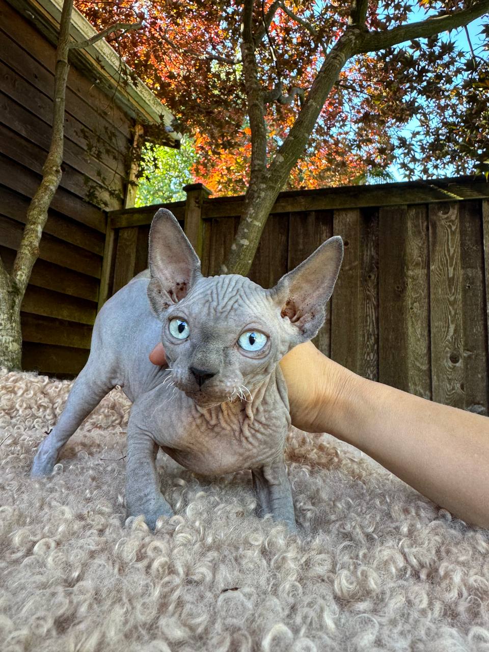 Boy with Odd Eyes