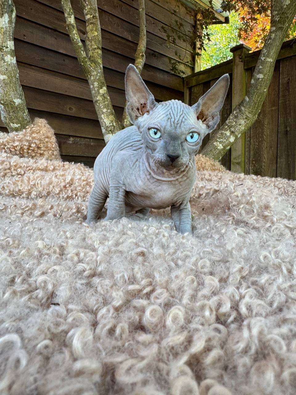 Boy with Odd Eyes