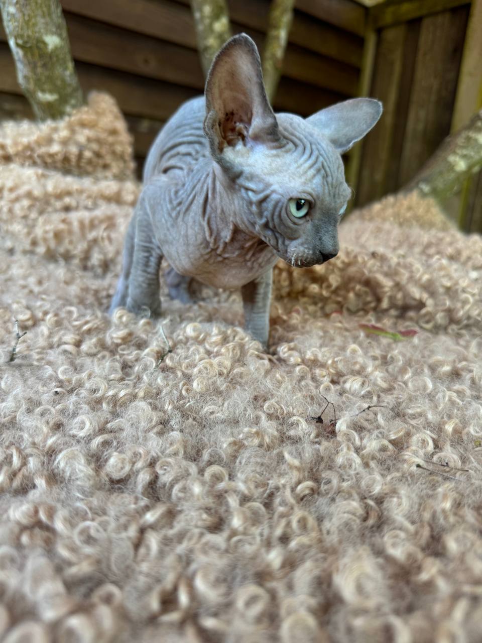Boy with Odd Eyes