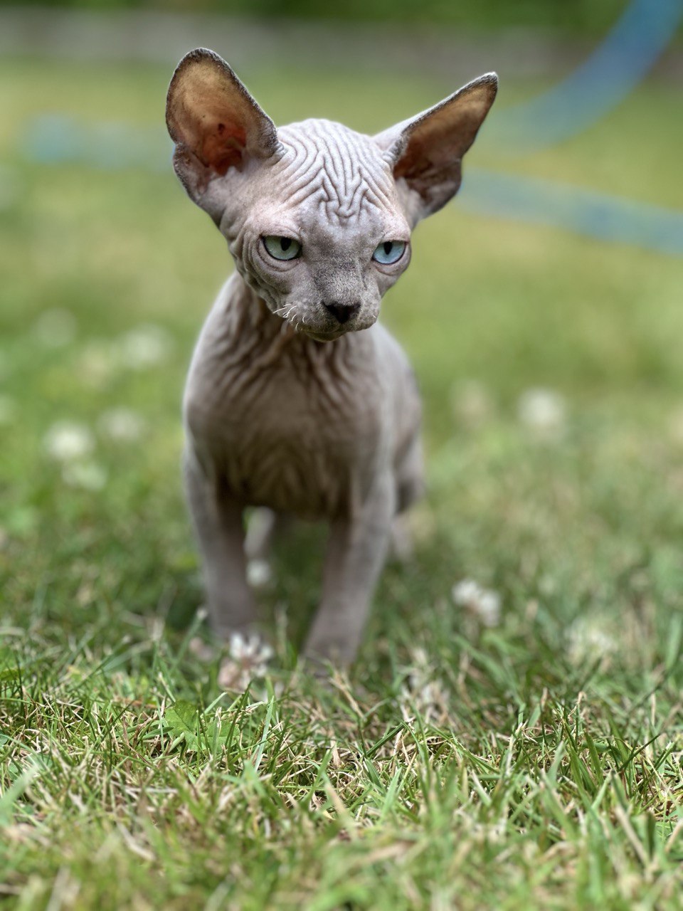 Boy with Odd Eyes